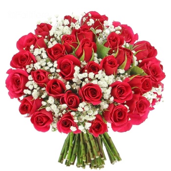Букет из 55 малиновых роз с гипсофилой